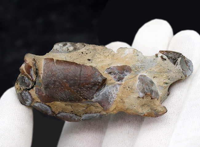 およそオーストリア西部の地層（１００万年前）より発見、採集された、ザリガニの仲間、オキナワアナジャコ（Thalassina）の化石（その2）
