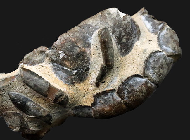およそオーストリア西部の地層（１００万年前）より発見、採集された、ザリガニの仲間、オキナワアナジャコ（Thalassina）の化石（その6）