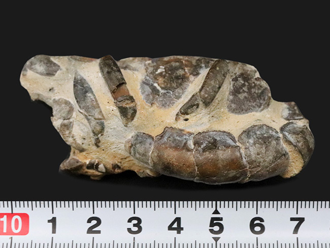 およそオーストリア西部の地層（１００万年前）より発見、採集された、ザリガニの仲間、オキナワアナジャコ（Thalassina）の化石（その8）