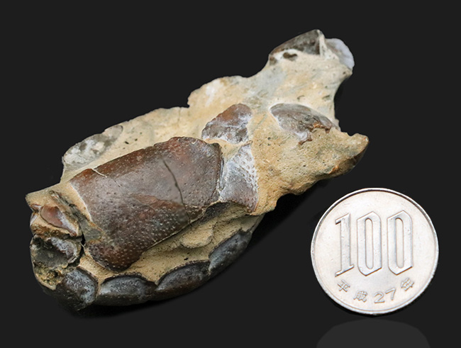 およそオーストリア西部の地層（１００万年前）より発見、採集された、ザリガニの仲間、オキナワアナジャコ（Thalassina）の化石（その9）