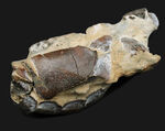 およそオーストリア西部の地層（１００万年前）より発見、採集された、ザリガニの仲間、オキナワアナジャコ（Thalassina）の化石
