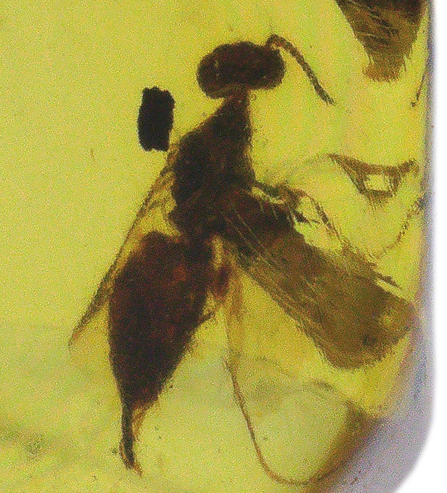 クリアーで内包物を確認しやすい!恐竜時代の虫を内包した琥珀、バーマイト(Burmite)(その1)