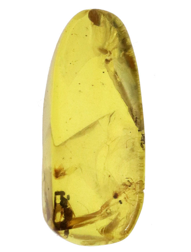 クリアーで内包物を確認しやすい!恐竜時代の虫を内包した琥珀、バーマイト(Burmite)(その2)