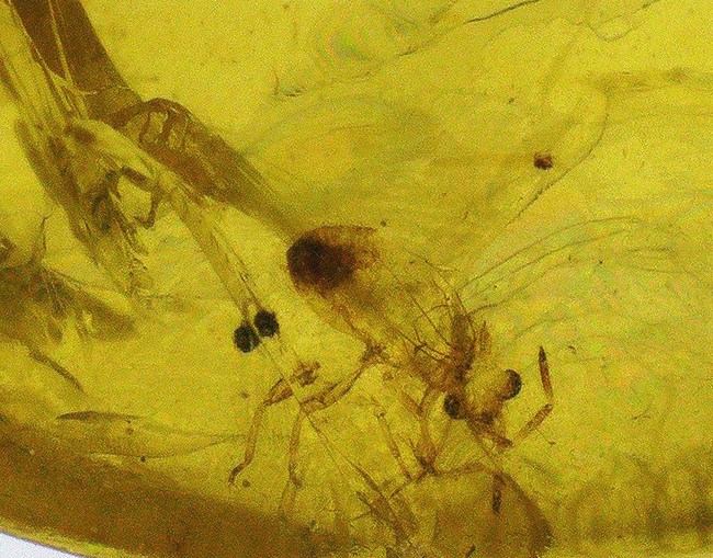 クリアーで内包物を確認しやすい!恐竜時代の虫を内包した琥珀、バーマイト(Burmite)(その3)