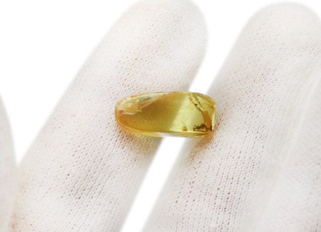 クリアーで内包物を確認しやすい!恐竜時代の虫を内包した琥珀、バーマイト(Burmite)(その4)