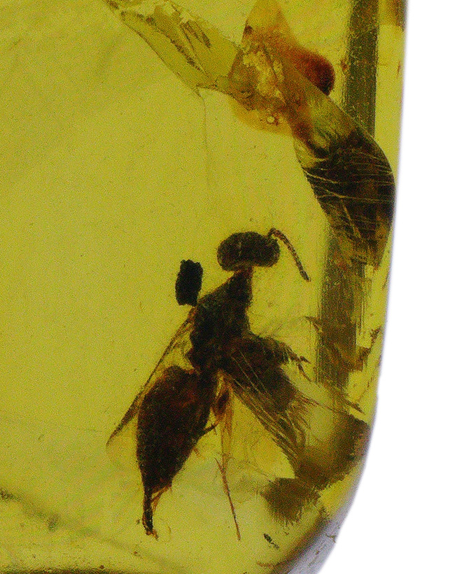 クリアーで内包物を確認しやすい!恐竜時代の虫を内包した琥珀、バーマイト(Burmite)(その5)