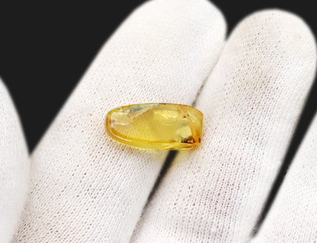 クリアーで内包物を確認しやすい!恐竜時代の虫を内包した琥珀、バーマイト(Burmite)(その6)