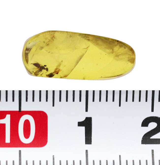 クリアーで内包物を確認しやすい!恐竜時代の虫を内包した琥珀、バーマイト(Burmite)(その7)