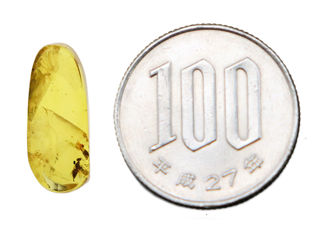 クリアーで内包物を確認しやすい!恐竜時代の虫を内包した琥珀、バーマイト(Burmite)(その8)