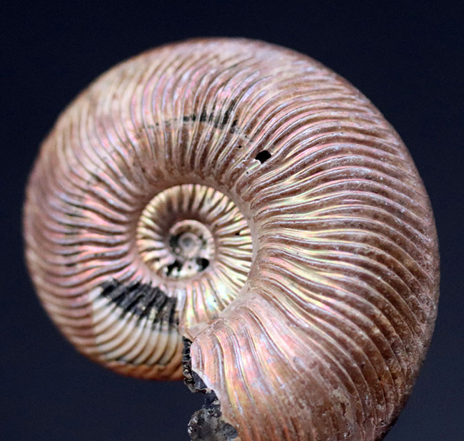 表面の遊色層が残されている！ロシア産の代表的な遊色アンモナイト