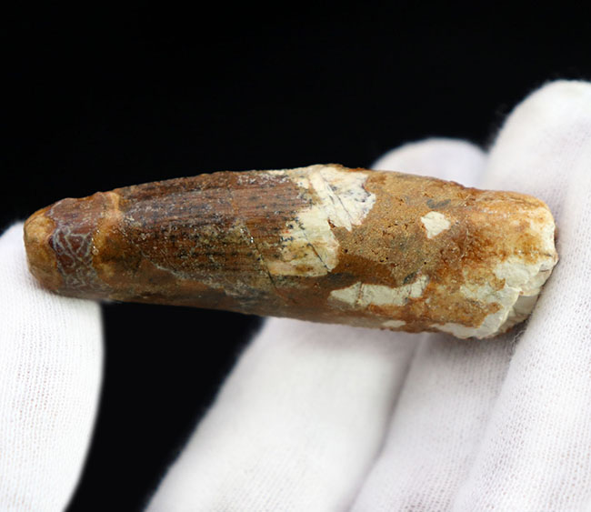 典型的な歯化石!白亜紀北アフリカの覇者、肉食恐竜スピノサウルスの歯化石(Spinosaurus)(その2)