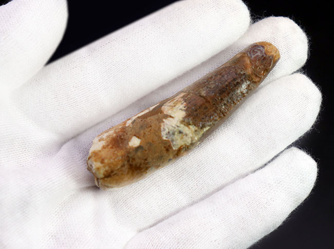 典型的な歯化石!白亜紀北アフリカの覇者、肉食恐竜スピノサウルスの歯化石(Spinosaurus)(その3)