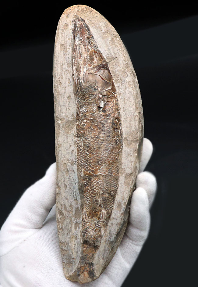１８センチ級、立派！白亜紀ブラジル産の絶滅古代魚の化石、ラコレピス