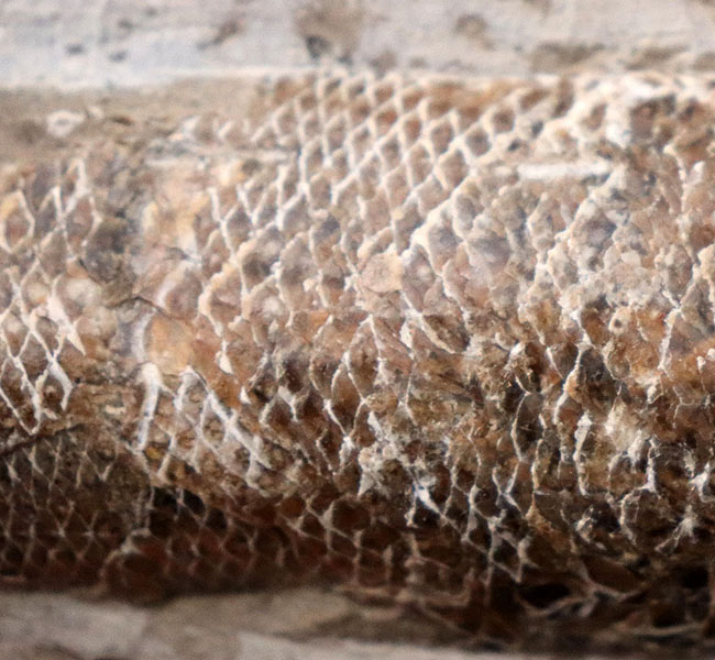 １８センチ級、立派！白亜紀ブラジル産の絶滅古代魚の化石、ラコレピス（Rhacolepis）（その10）