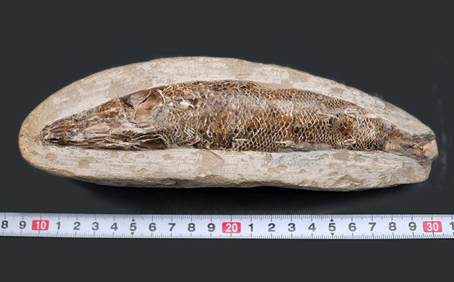 18センチ級、立派!白亜紀ブラジル産の絶滅古代魚の化石、ラコレピス(Rhacolepis)(その11)