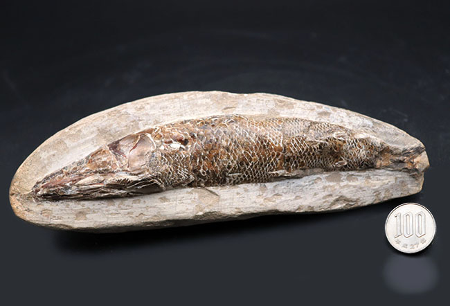 １８センチ級、立派！白亜紀ブラジル産の絶滅古代魚の化石、ラコレピス（Rhacolepis）（その12）