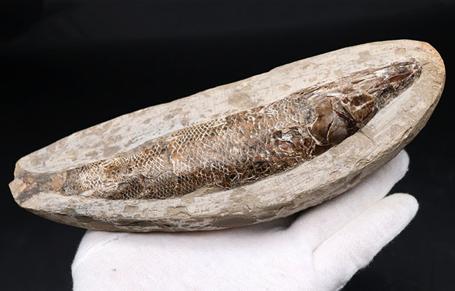 １８センチ級、立派！白亜紀ブラジル産の絶滅古代魚の化石、ラコレピス（Rhacolepis）（その2）