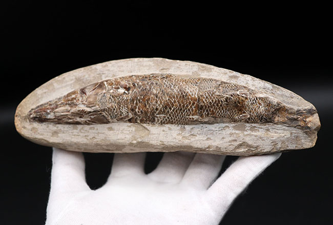 18センチ級、立派!白亜紀ブラジル産の絶滅古代魚の化石、ラコレピス(Rhacolepis)(その3)