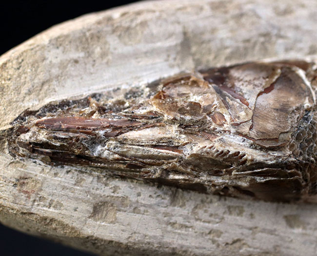 １８センチ級、立派！白亜紀ブラジル産の絶滅古代魚の化石、ラコレピス（Rhacolepis）（その4）