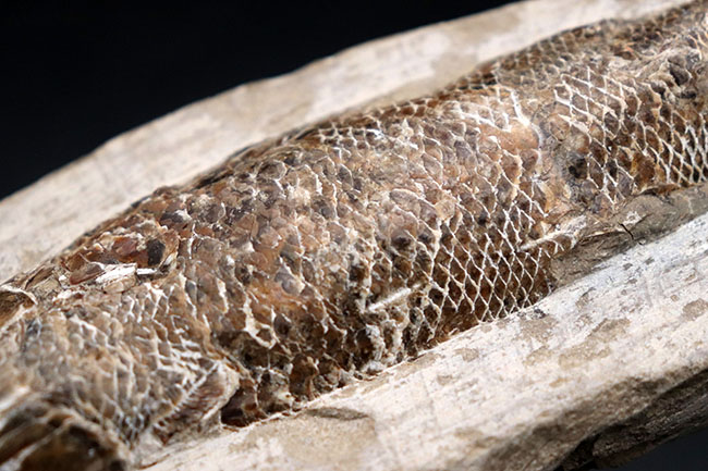 18センチ級、立派!白亜紀ブラジル産の絶滅古代魚の化石、ラコレピス(Rhacolepis)(その5)