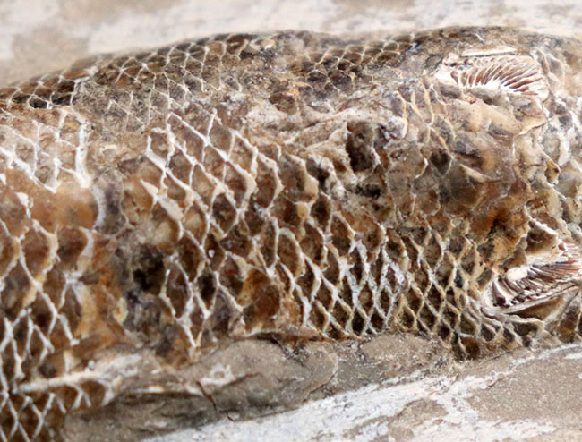 １８センチ級、立派！白亜紀ブラジル産の絶滅古代魚の化石、ラコレピス（Rhacolepis）（その6）