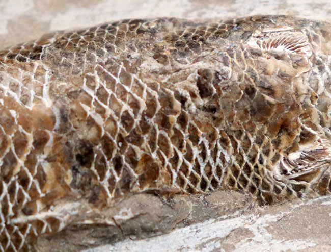 18センチ級、立派!白亜紀ブラジル産の絶滅古代魚の化石、ラコレピス(Rhacolepis)(その6)