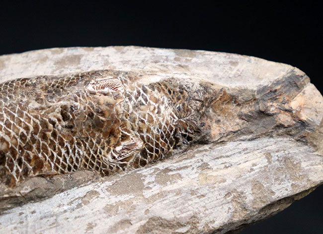 １８センチ級、立派！白亜紀ブラジル産の絶滅古代魚の化石、ラコレピス（Rhacolepis）（その7）