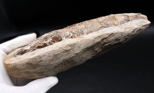 １８センチ級、立派！白亜紀ブラジル産の絶滅古代魚の化石、ラコレピス（Rhacolepis）（その8）