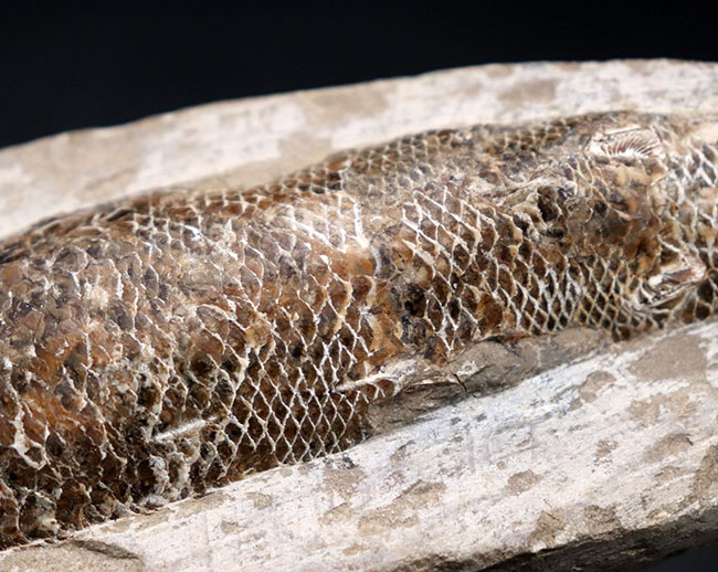 １８センチ級、立派！白亜紀ブラジル産の絶滅古代魚の化石、ラコレピス（Rhacolepis）（その9）