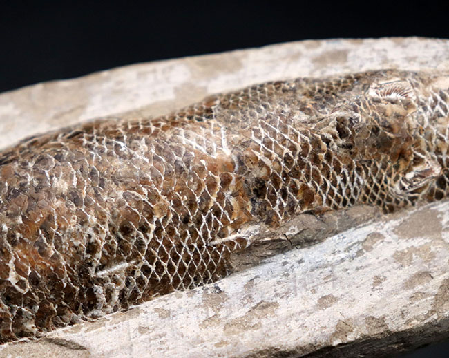 18センチ級、立派!白亜紀ブラジル産の絶滅古代魚の化石、ラコレピス(Rhacolepis)(その9)