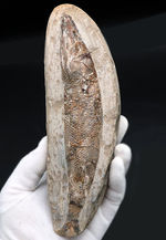 １８センチ級、立派！白亜紀ブラジル産の絶滅古代魚の化石、ラコレピス（Rhacolepis）