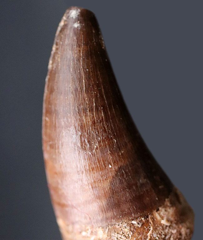 長い方の辺にそって44ミリ、根本周り72ミリという非常に太いモササウルス(Mosasaur)の歯化石(その1)