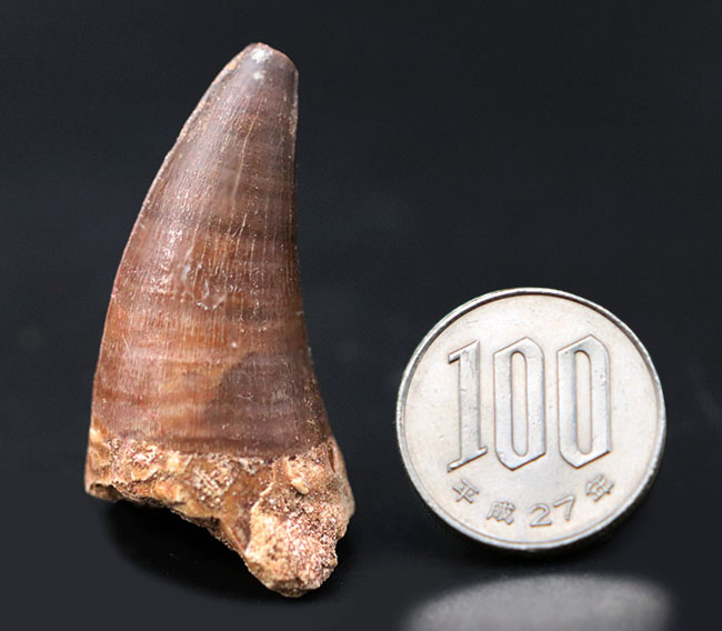 長い方の辺にそって44ミリ、根本周り72ミリという非常に太いモササウルス(Mosasaur)の歯化石(その10)