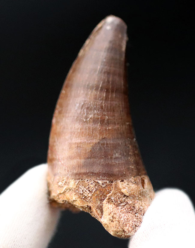 長い方の辺にそって44ミリ、根本周り72ミリという非常に太いモササウルス(Mosasaur)の歯化石(その2)