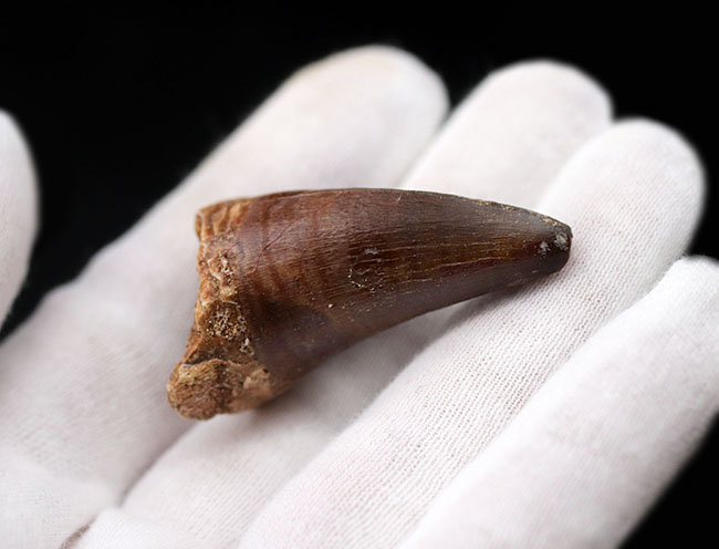 長い方の辺にそって44ミリ、根本周り72ミリという非常に太いモササウルス(Mosasaur)の歯化石(その3)