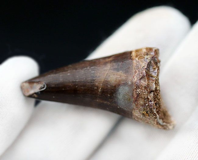 長い方の辺にそって44ミリ、根本周り72ミリという非常に太いモササウルス(Mosasaur)の歯化石(その4)