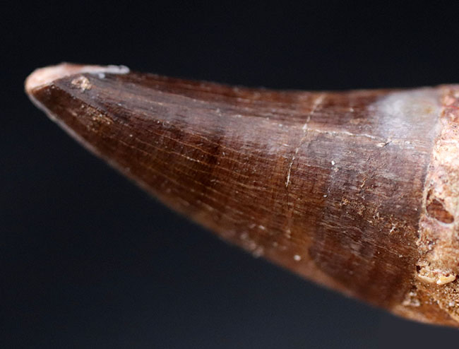 長い方の辺にそって44ミリ、根本周り72ミリという非常に太いモササウルス(Mosasaur)の歯化石(その5)