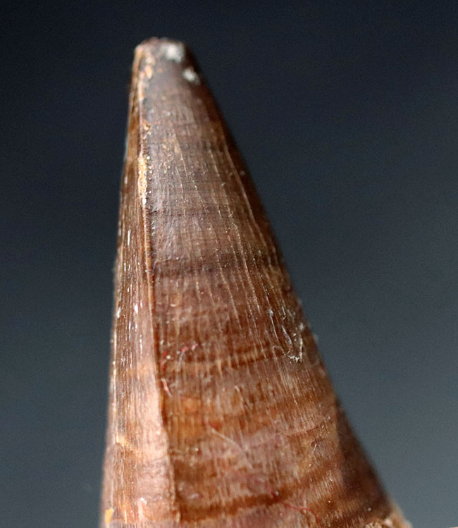 長い方の辺にそって44ミリ、根本周り72ミリという非常に太いモササウルス(Mosasaur)の歯化石(その7)