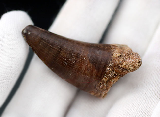 長い方の辺にそって44ミリ、根本周り72ミリという非常に太いモササウルス(Mosasaur)の歯化石(その8)