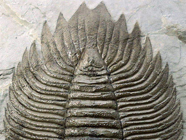 ベリーベリーレア！個性の塊！米国ニューヨーク州のシルル紀の地層から採集された「最上」の三葉虫アークティヌルス（Arctinurus boltoni ）（その10）