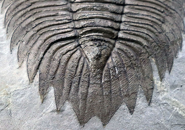 ベリーベリーレア！個性の塊！米国ニューヨーク州のシルル紀の地層から採集された「最上」の三葉虫アークティヌルス（Arctinurus boltoni ）（その5）