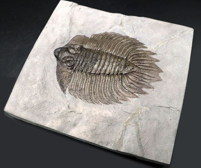 ベリーベリーレア！個性の塊！米国ニューヨーク州のシルル紀の地層から採集された「最上」の三葉虫アークティヌルス（Arctinurus boltoni ）（その6）