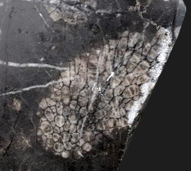 国産マニアックシリーズ！古生代デボン紀（およそ４億年前）の地層から採集されたハチノスサンゴ、ファボシテス（Fabosites）の化石（その3）