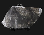 国産マニアックシリーズ！古生代デボン紀（およそ４億年前）の地層から採集されたハチノスサンゴ、ファボシテス（Fabosites）の化石