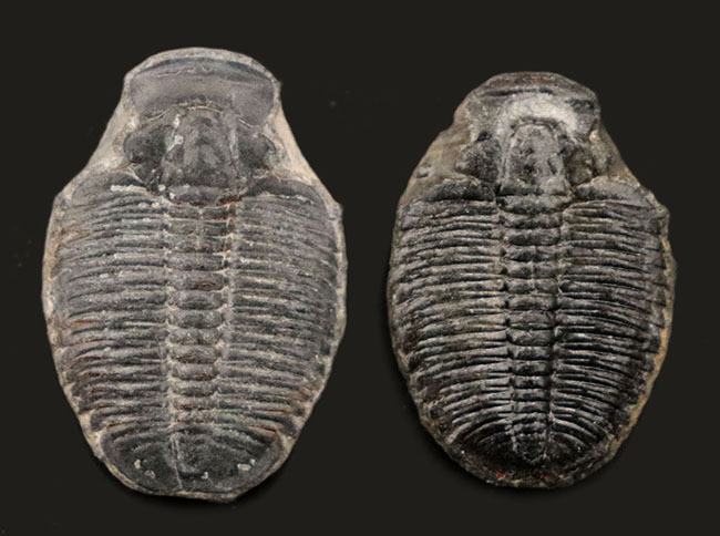 最古の三葉虫の一つ、エルラシア・キンギ（Elrathia Kingi）の２個セット（その1）