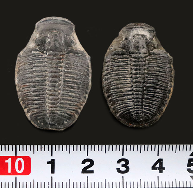 最古の三葉虫の一つ、エルラシア・キンギ(Elrathia Kingi)の2個セット(その6)
