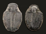 最古の三葉虫の一つ、エルラシア・キンギ（Elrathia Kingi）の２個セット