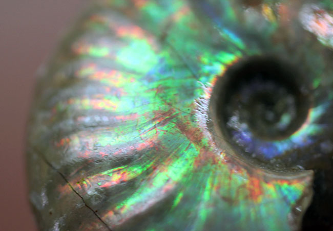 サービスプライス！両面虹色！白亜紀の光るアンモナイト（Cleoniceras）イリデッセンス（iridescence）ご自身の目でぜひお確かめください。（その3）