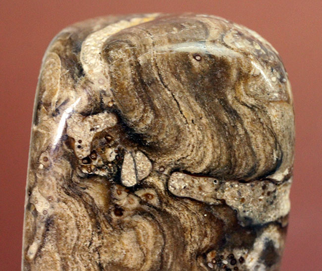 特徴である縞状の模様がよく浮き出た良質のストロマトライト（Stromatolite）（その2）
