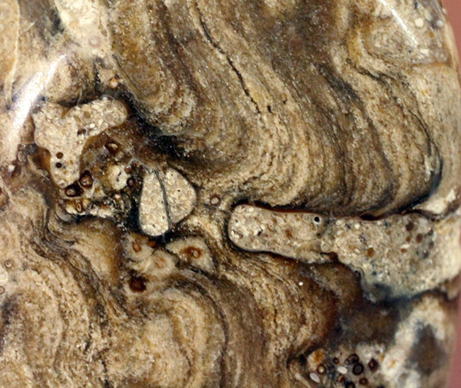 特徴である縞状の模様がよく浮き出た良質のストロマトライト（Stromatolite）（その3）